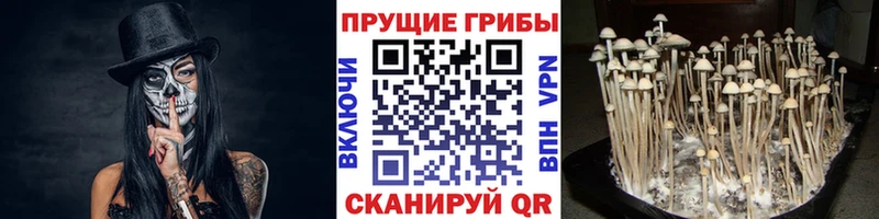 как найти закладки  Шумерля  Псилоцибиновые грибы MAGIC MUSHROOMS 